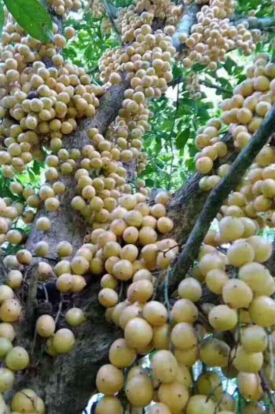 椰风海韵里的海南小确幸,诗意生活的邂逅之旅🌴🌊